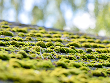 Seattle Moss Growing Gutters