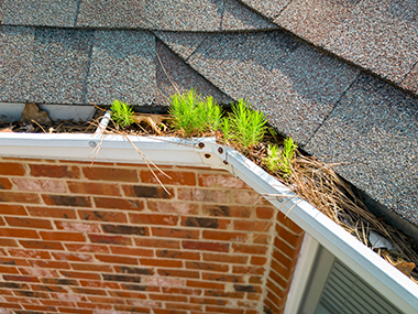 King County Moss Grows Gutters